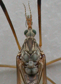 Tipula longiventris